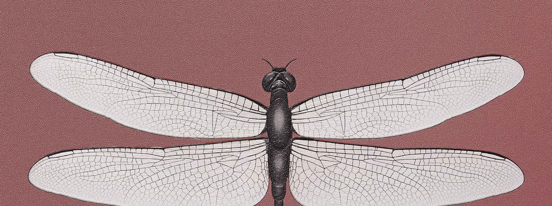 Изображение Andrea Rossi Cavoli 54426-5